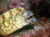 Izu Moray.jpg