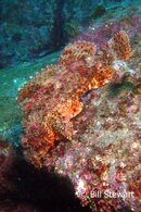 Izu Raggy Scorpionfish2 Medium Web view.jpg