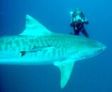 mikeshark.jpg