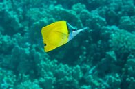 Maui_Longnose_Butterfly_01.jpg