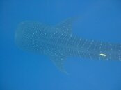 whaleshark1_small.jpg