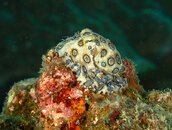 Blue Ringed Octopus 1.jpg