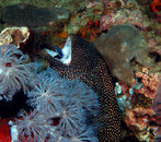 Whitemouth Moray Eel.jpg