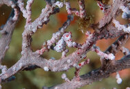 Pygmy Seahorse 4.jpg