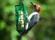 Woodpecker-1.jpg