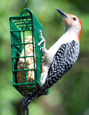 Woodpecker-2.jpg