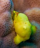 frogfish-in--Kona.jpg