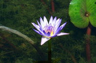 Water-lilly-1.jpg