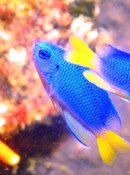 Hayama Damselfish.jpg