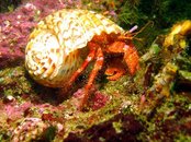 Hayama Hermit Crab2.jpg