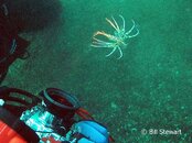 Hayama Juvenile Lionfish 450x337.jpg