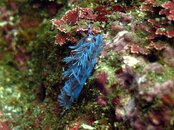 Hayama Nudibranch.jpg