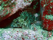Hayama Spiny Rockfish.jpg