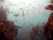 Hayama Fishes.jpg