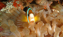 Clark's Anemonefish.jpg