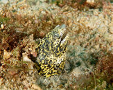 Marbled Snake Eel.jpg