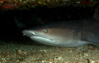 Whitetip Reef Shark 2.jpg