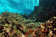 Unknown Sea Snake 5.jpg
