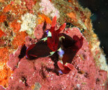 Unknown Nudibranch 4.jpg