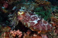 Unknown Cuttlefish.jpg