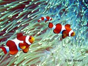 Moalboal Tubla Point False Clown Anemonefish Medium Web view.jpg