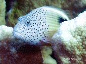 Guam Coral Garden Freckled Hawkfish2 450x337.jpg