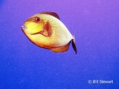 Guam Surgeonfish Medium Web view.jpg