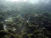 Baya_20080517_005_frogfish_location.jpg