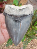 tooth Hendrick 002.jpg