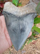 tooth Hendrick 003.jpg