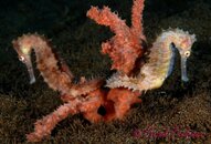 Thorny Seahorses 1.jpg