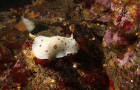 Leopard Nudibranch2 wb.jpg