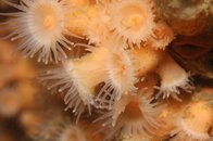 Orange Zoanthid wb.jpg