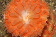 Swimming Anemone wb.jpg