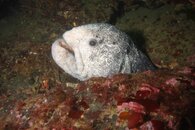 Wolf Eel 2 wb.jpg