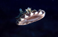 Unknown Jellyfish.jpg