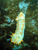 nudibranch.JPG