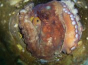 Octopus 2.jpg