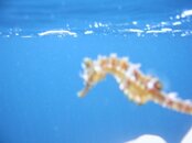Seahorse.jpg