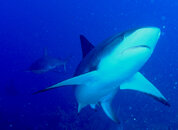 Roatan Reef Shark.jpg