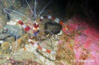 Hayama 24 May 2008 Banded Boxer Shrimp Medium Web view.jpg