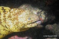 Hayama 24 May 2008 Moray Eel Medium Web view.jpg