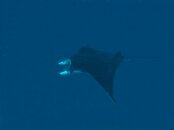 ray1Web.jpg