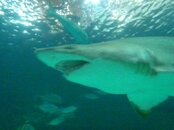 Large_Female_Sand_Tiger_Shark_1.jpg
