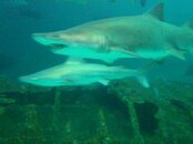 Sand_Tiger_and_Sandbar_Sharks.jpg