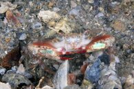 IMG_7624wa irid.jpg
