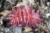 IMG_7610wa baby urchin.jpg