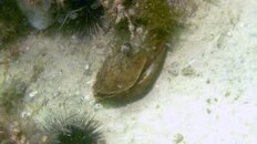 Sea Hare 001 4-18-12.jpg