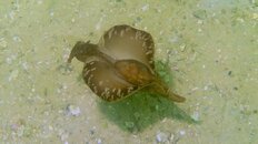 Sea Hare 002 4-18-12.jpg