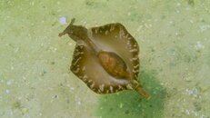 Sea Hare 003 4-18-12.jpg